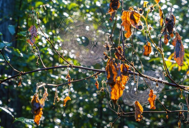 Due ragnatele al mattino presto nel bagliore della luce