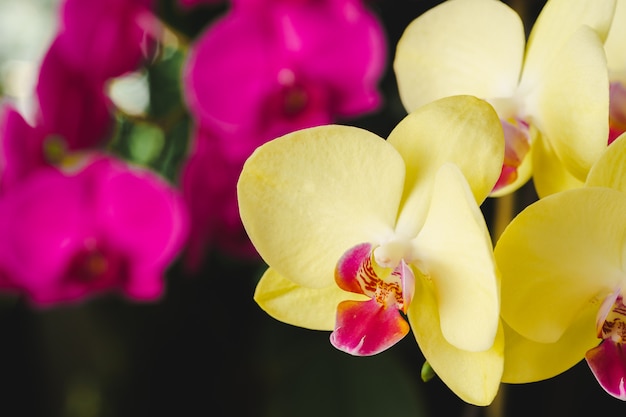 Due rami di piante di orchidea rosa e gialle