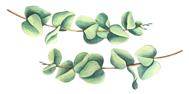 Due rami di un albero di eucalipto Illustrazione ad acquerello Oggetti isolati da un grande set di COSY INVERNO Per il design decorativo e composizioni di feste botaniche di congratulazioni