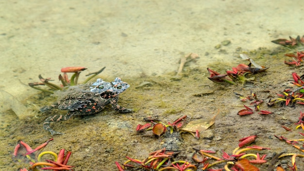 Due rane che si accoppiano in acque poco profonde accanto alle piante acquatiche