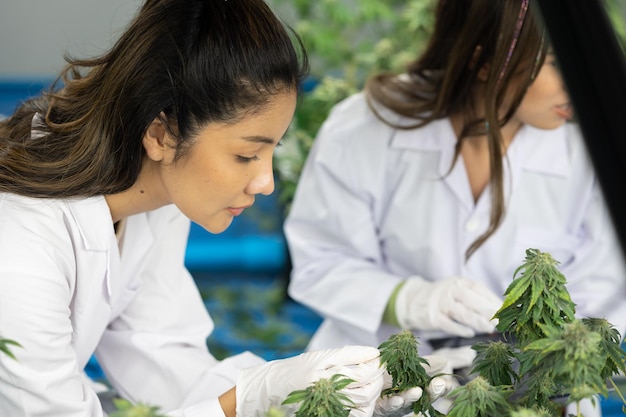 Due ricercatrici controllano la crescita della pianta e del fiore di cannabis per migliorare la qualità da utilizzare come terapia di medicina alternativa in serra interna