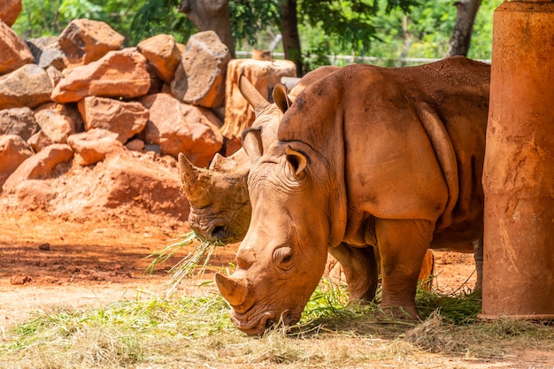 Due rinoceronti con pelle dalla pelle rossa che mangiano erba nello zoo