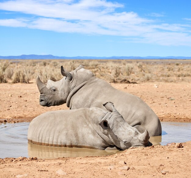 Due rinoceronti neri che fanno un bagno di fango rinfrescante in una riserva naturale di sabbia secca in una calda area safari in Africa Protezione del rinoceronte africano in via di estinzione da bracconieri e cacciatori e sfruttamento delle corna