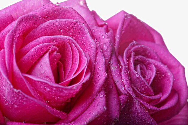 Due rose rosa, foto in studio