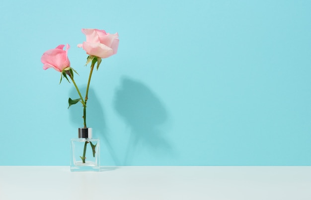Due rose rosa in un vaso di vetro su sfondo blu, copia spazio