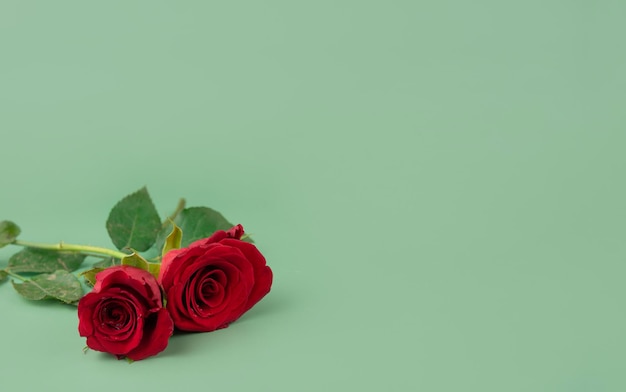 Due rose rosse su sfondo verde Spazio per il testo