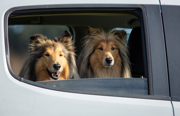 Due ruvidi Collie rivestiti di nero e zibellino in piedi sul sedile posteriore dell'auto guardando fuori dal finestrino