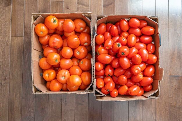 Due scatole di pomodori maturi fianco a fianco