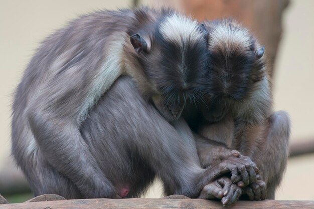 Due scimmie mentre si tengono per mano