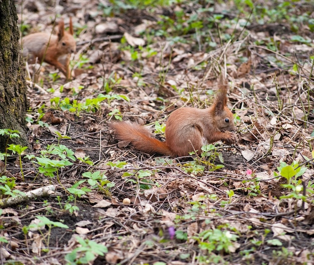 Due scoiattoli nel parco a raccogliere noci