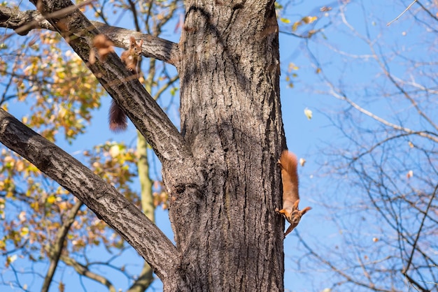 Due scoiattoli rossi sull'albero nel parco autunnale