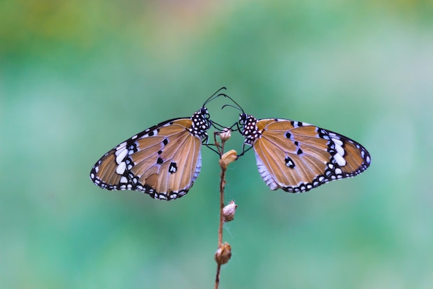 Due semplici farfalle tigre appollaiate sul gambo durante la primavera sullo sfondo verde della natura