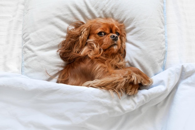 Due simpatici cani a letto sotto le coperte