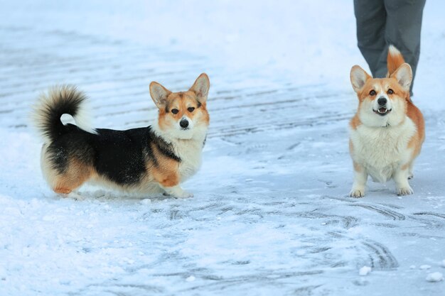 Due simpatici corgi gallesi durante una passeggiata invernale