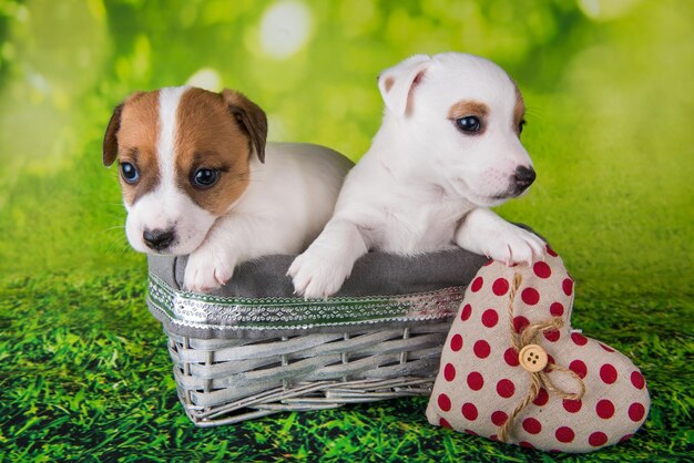 Due simpatici cuccioli di jack russell terrier seduti in una scatola di Pasqua