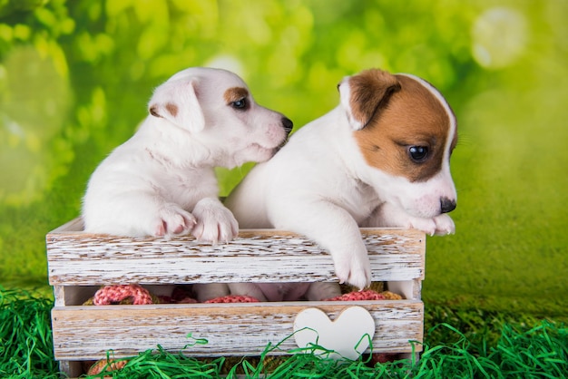 Due simpatici cuccioli di jack russell terrier seduti in una scatola di Pasqua