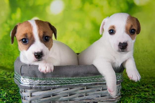 Due simpatici cuccioli di jack russell terrier seduti in una scatola di pasqua
