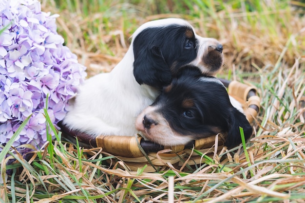 Due simpatici cuccioli di setter inglese in bianco e nero in un cesto sull'erba con un fiore.