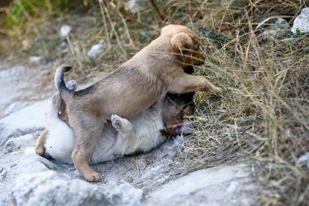 Due simpatici cuccioli giocano insieme per strada