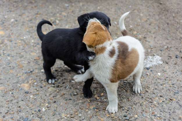 Due simpatici cuccioli senzatetto combattono, giocano e si mordono a vicenda. Uno nero un altro bianco-marrone, chiazzato. Divertenti giochi di cuccioli amichevoli.