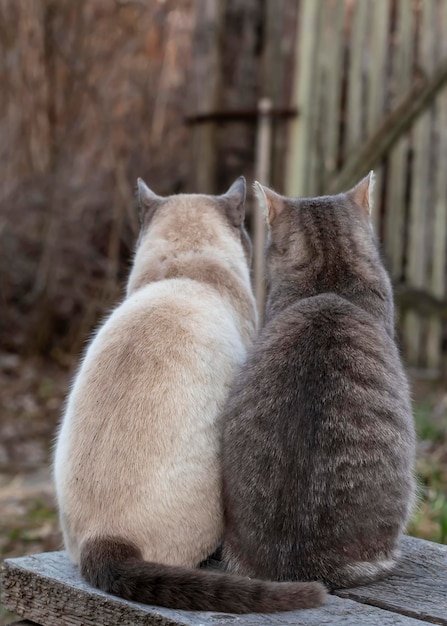 Due simpatici gatti si siedono insieme su una panca di legno in campagna