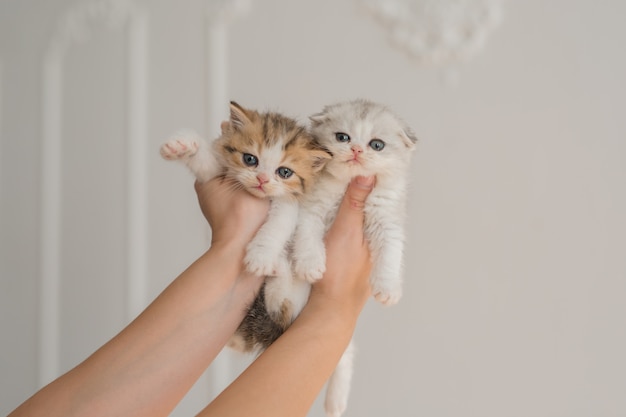 due simpatici gattini britannici britannici tra le braccia di un uomo su uno sfondo bianco