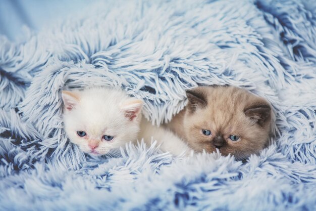 Due simpatici gattini che fanno capolino da sotto la morbida coperta di pelliccia blu