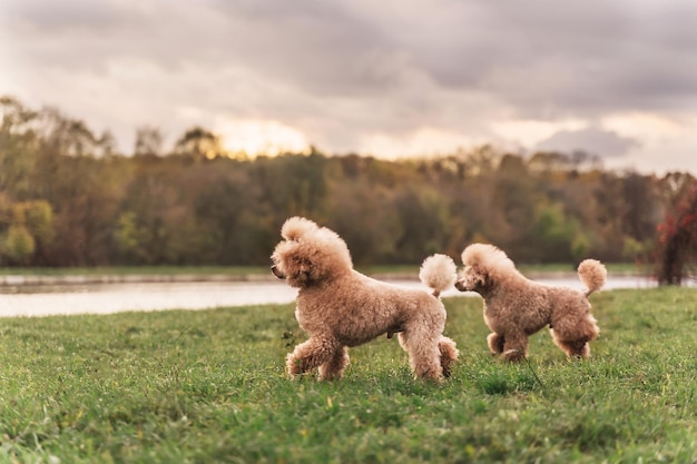 Due simpatici piccoli cani dorati che corrono giocosamente sul prato verde nel parco Cani felici