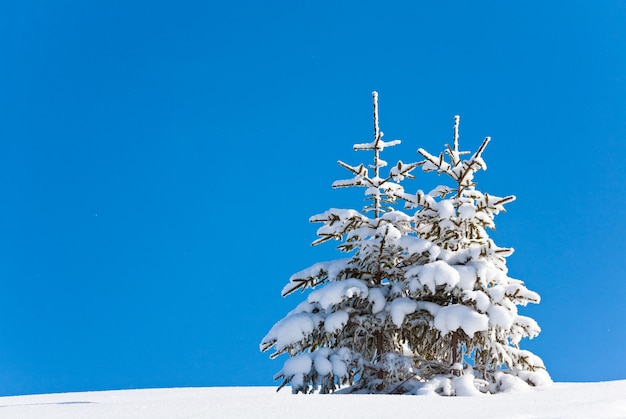 Due soli abeti innevati invernali sul fianco di una montagna sullo sfondo del cielo blu