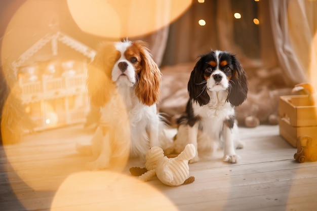 Due spaniel circondati da decorazioni e regali di Capodanno stanno giocando e godendosi Natale e Capodanno