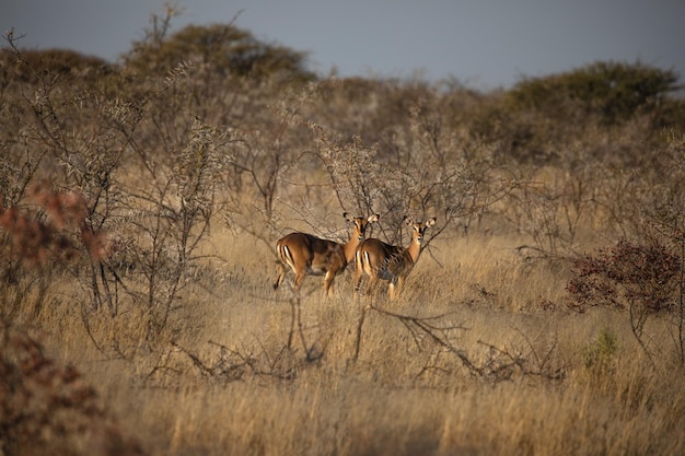 Due springbok in safari nel Parco Nazionale di Etosha in Namibia