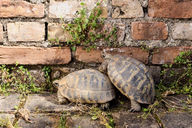 Due tartarughe selvatiche si siedono vicino a un muro di pietra nel primo piano primaverile