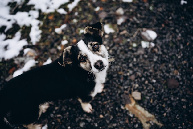 due tristi cani senzatetto in bianco e nero sembrano pietosi. animali senza casa. cani sfortunati la necessità fo