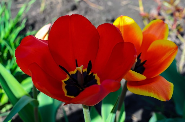 Due tulipani vicino Fiori luminosi Tulipani in giardino Fiori di primavera