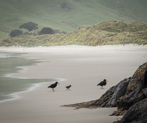 due uccelli e il loro cucciolo camminando sulla spiaggia allans beach dunedin penisola di otago nuova zelanda