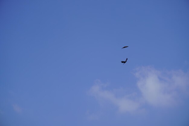 Due uccelli nel cielo blu