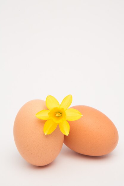 Due uova e un daffodil giallo e copia spazio