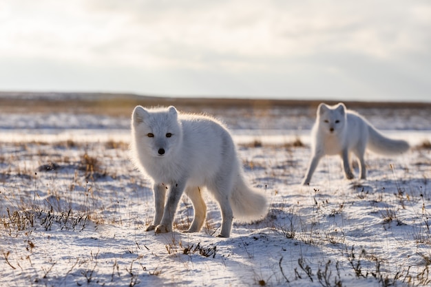 Due volpi artiche (Vulpes Lagopus) nella tundra selvaggia. Volpe artica sulla spiaggia.