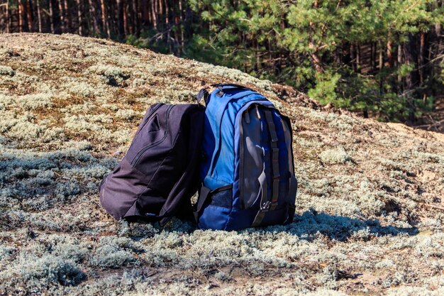 Due zaini turistici sulla radura nella foresta di pini Concetto di escursione