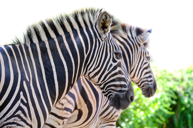 Due zebre che giocano a vicenda, Sudafrica.