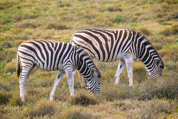 Due zebre che mangiano erba in Addo National Park, Sudafrica