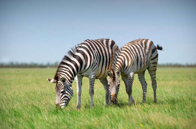 Due zebre che pascono sull'erba