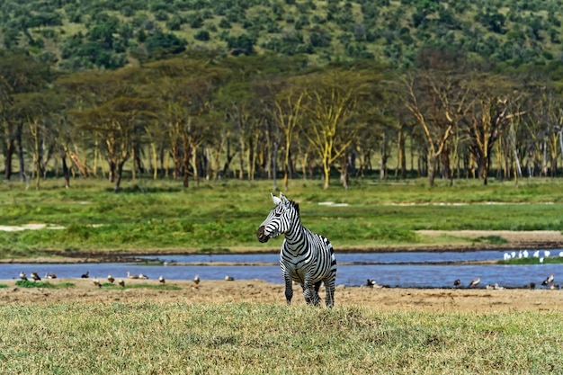 Due zebre nella selvaggia savana africana Kenya