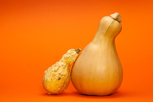 Due zucca dado zucca a forma di pera su uno sfondo arancione. Una Butternut fresca, un'altra essiccata.