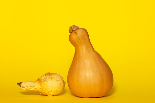 Due zucca zucca a forma di pera su sfondo giallo Uno fresco Butternut un altro essiccato