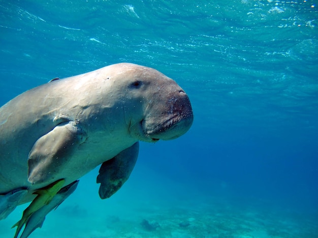 Dugongo. Mucca di mare a Marsa Alam. Baia di Marsa Mubarak.