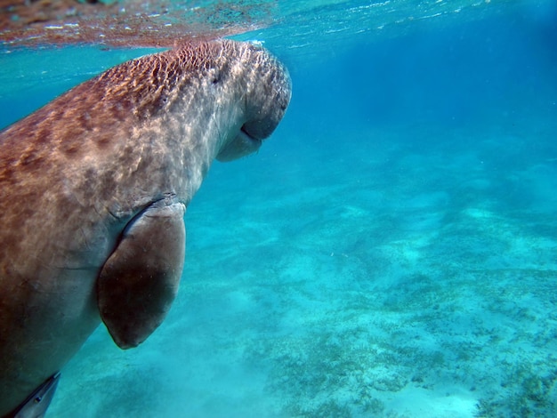 Dugongo Sea Cow nella baia di Marsa Alam Marsa Mubarak