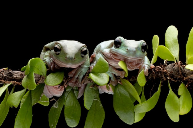 Dumpy rana litoria caerulea sul ramo, Dumpy rana sul ramo con sfondo isolato