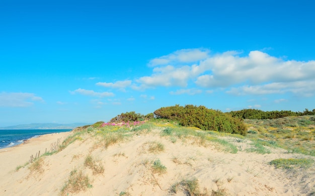 Duna di sabbia nella spiaggia di Platamona in Sardegna