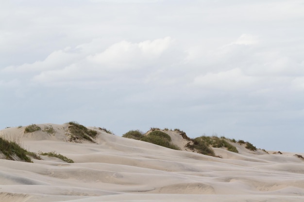 Dune costiere di South Padre Island, TX.